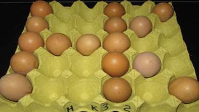 才清楚，雞蛋托盤是個「寶」，放陽台作用超棒，早懂早受益
