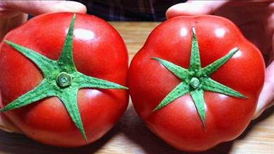 買番茄時，要分清「5葉」和「6葉」，區別挺大，弄懂再買不浪費錢！