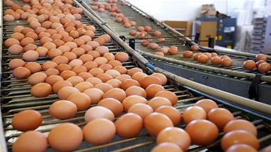 超市的雞蛋不是母雞下的？實拍工廠生產雞蛋全過程,看完漲知識了！